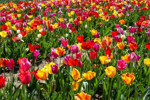 Field Full Colorful Blooming Tulip Flowers — Stock Photo, Image
