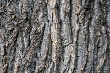 Background from a rough and old tree bark
