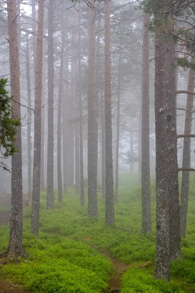 Brouillard Dense Dans Une Pinède Vue Norvège — Photo