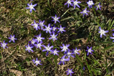 Çayırda çiçekler