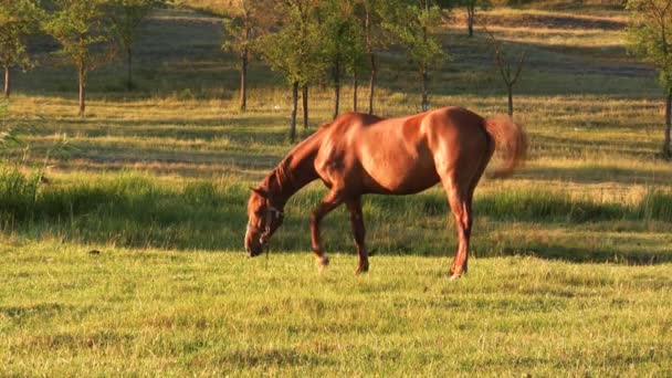 Cavallo su prato verde — Video Stock