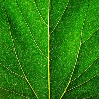 bir bitkinin yaprak yakın çekim