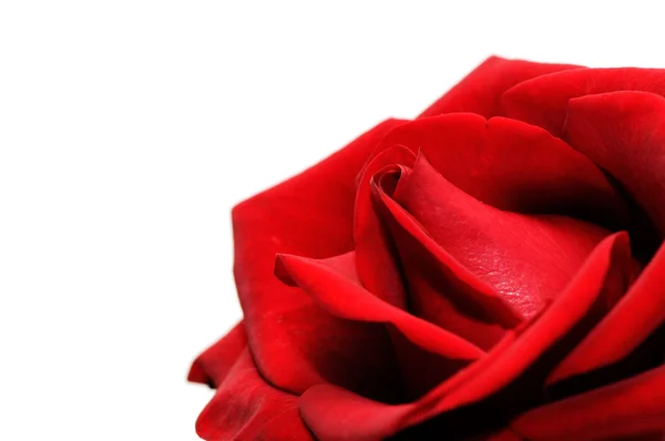 Beautiful red rose — Stock Photo, Image