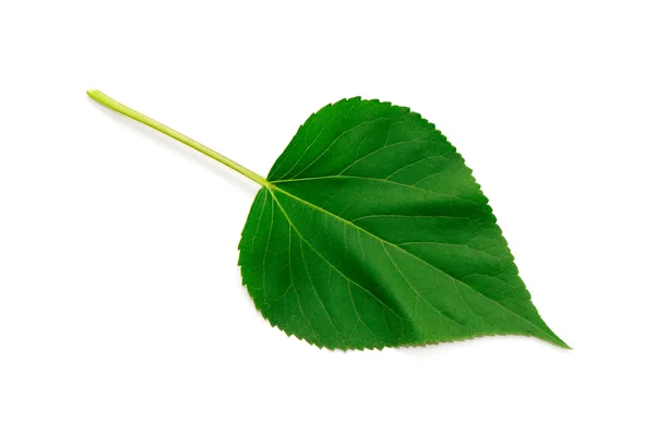 Leaf of a plant close up — Stock Photo, Image