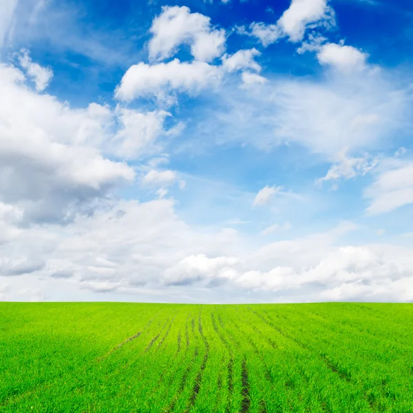 Feld auf einem Hintergrund des blauen Himmels — Stockfoto