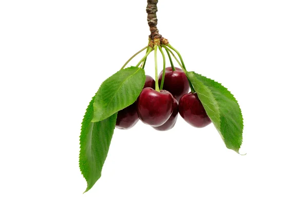 Sweet cherry — Stockfoto