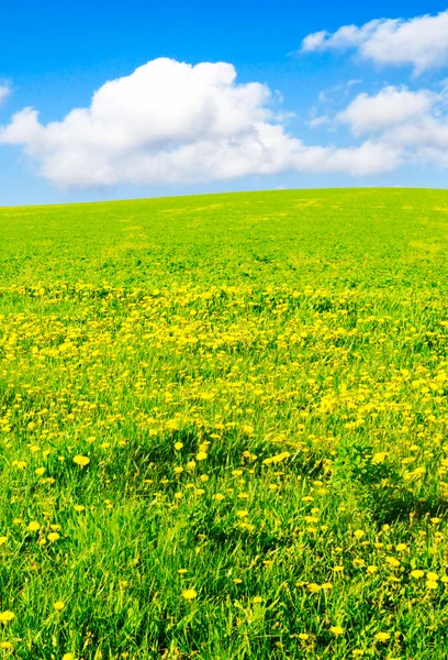 Meadow — Stock Photo, Image