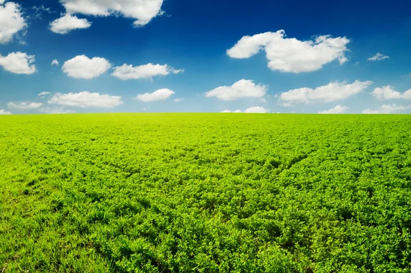 Spring field — Stock Photo, Image