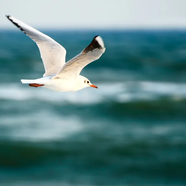 Zeemeeuw — Stockfoto