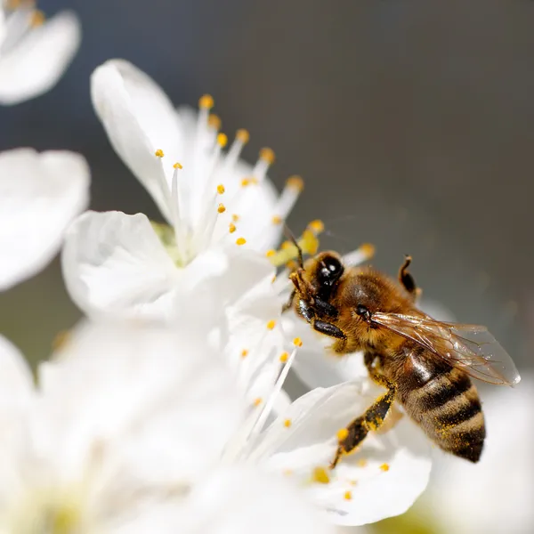 Abelha coleta néctar de flores — Fotografia de Stock