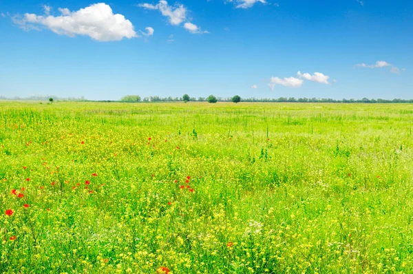 Spring field — Stock Photo, Image