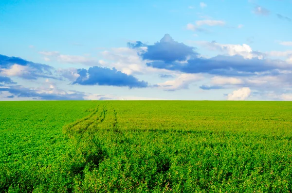 Spring field — Stock Photo, Image