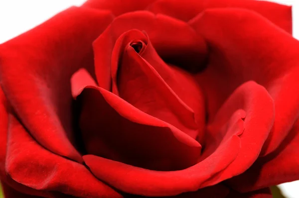 Hermosa rosa roja — Foto de Stock