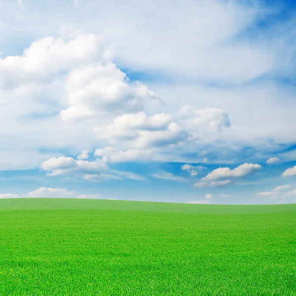 Pradera de primavera —  Fotos de Stock