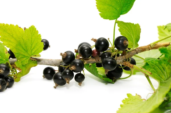 Black currant — Stock Photo, Image