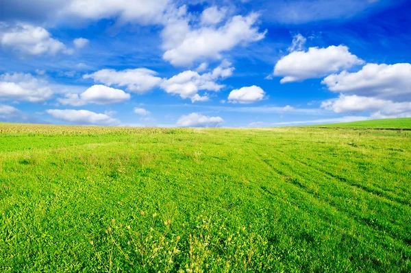 Fält och himmel — Stockfoto