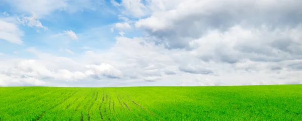 Feld und Himmel — Stockfoto