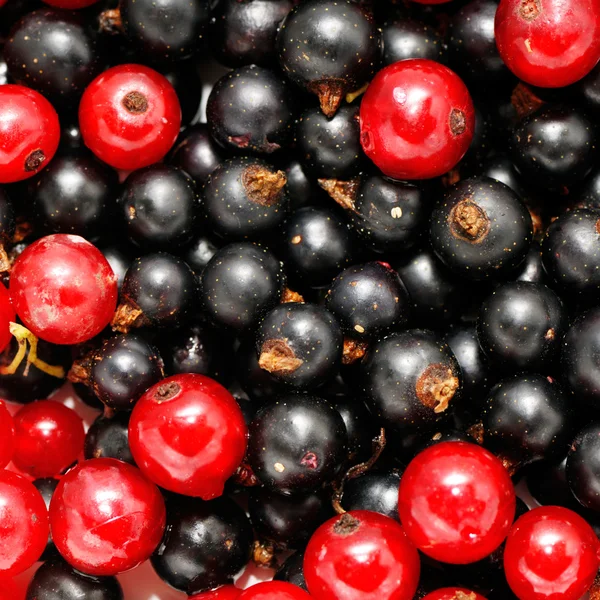 Rote Johannisbeere und schwarze Johannisbeere — Stockfoto