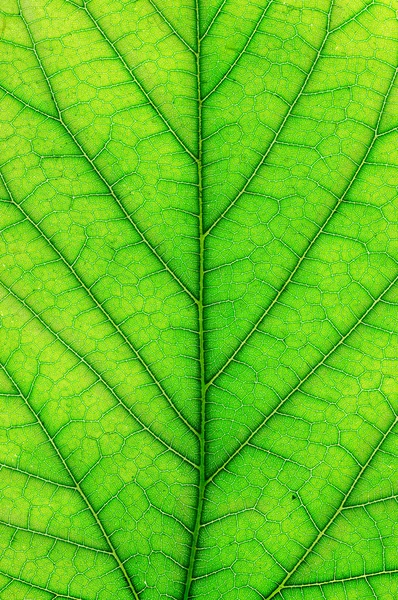 Hoja de una planta — Foto de Stock