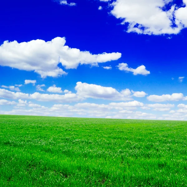 Campo di primavera — Foto Stock