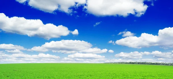 Campo de primavera — Foto de Stock