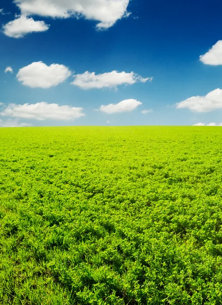 Spring fields — Stock Photo, Image