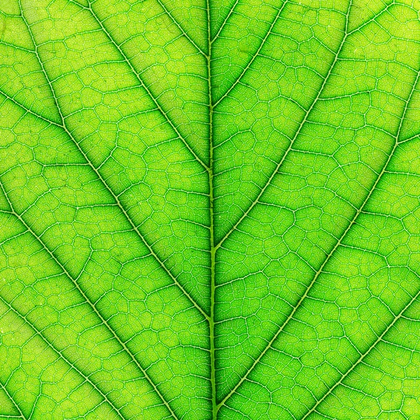 Leaf of a plant close up — Stock Photo, Image