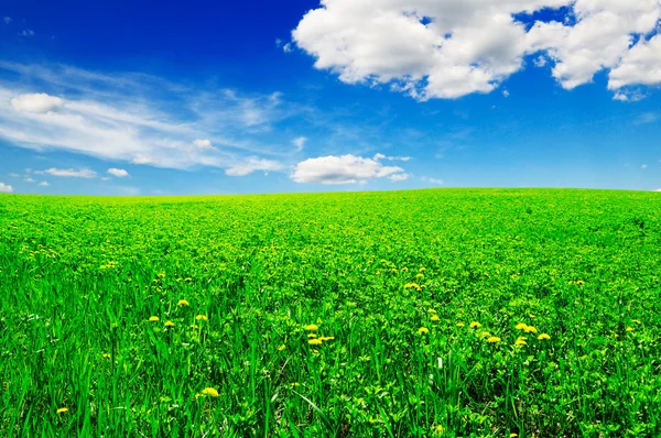 Campo verde — Foto Stock