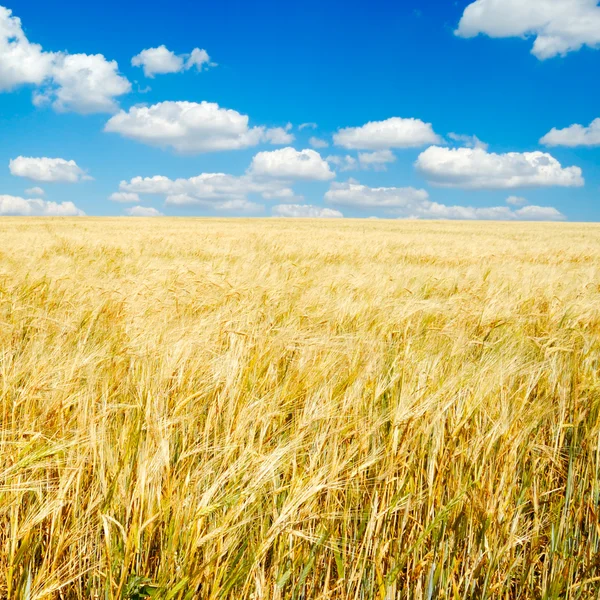 Wheaten fältet — Stockfoto