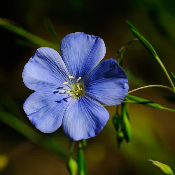 Flor azul — Foto de Stock