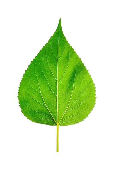 Leaf of a plant close up — Stock Photo, Image