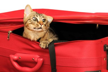 Çantadaki kedi.