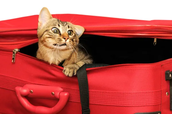 Chat dans une valise — Photo