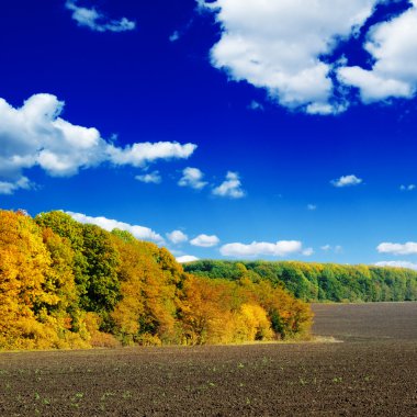 alan ve sonbahar ahşap