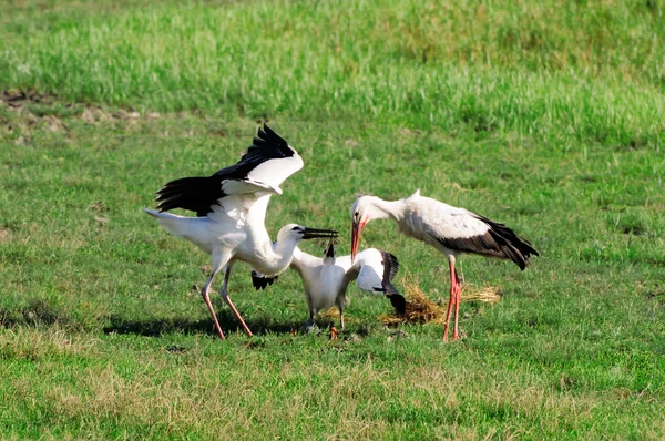 Storks — Stock fotografie