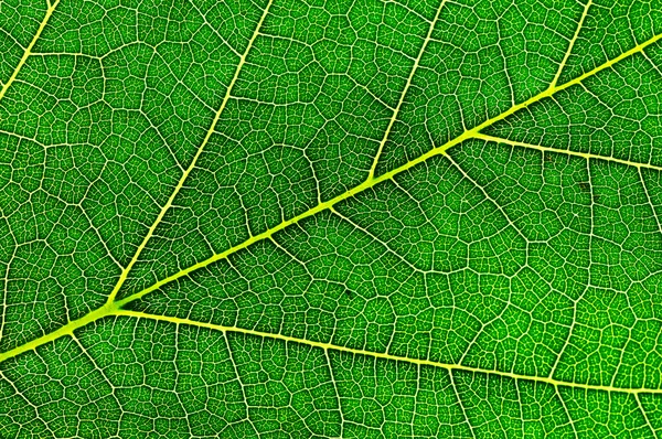 Leaf of a plant close up — Stock Photo, Image