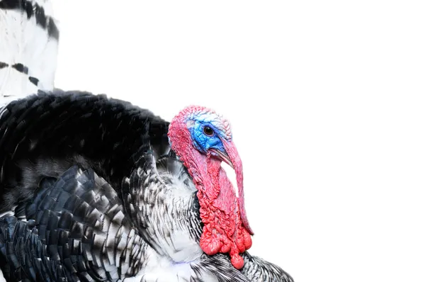 Turkey cock — стокове фото