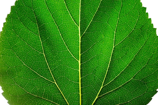 Leaf — Stock Photo, Image