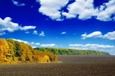 alan ve sonbahar ahşap