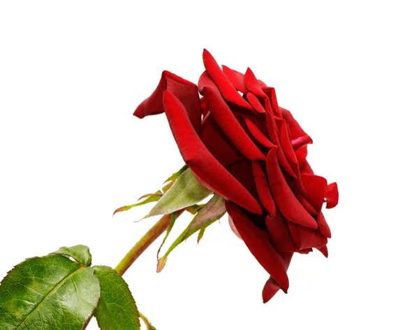 Beautiful red rose — Stock Photo, Image