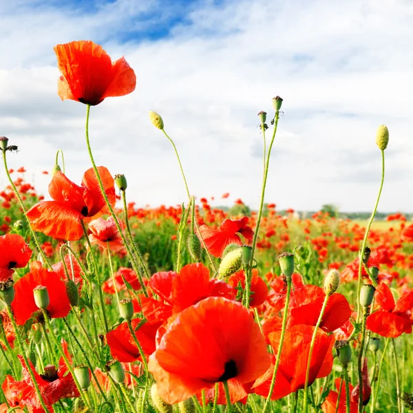 Amapolas rojas —  Fotos de Stock