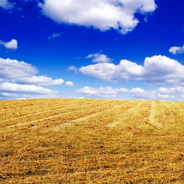 Autumn field — Stock Photo, Image