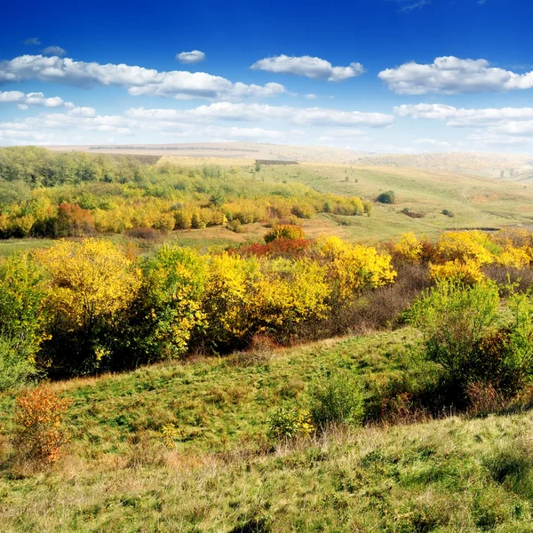 Autumn wood — Stock Photo, Image