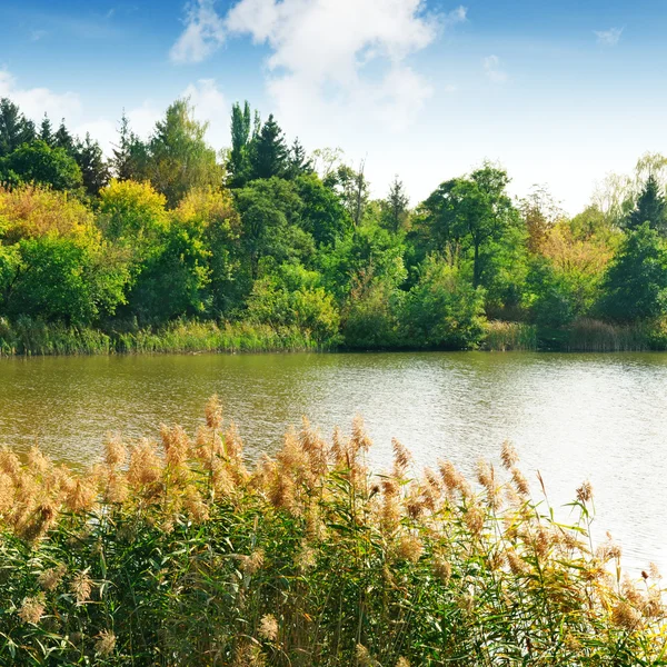 Meer in het bos — Stockfoto