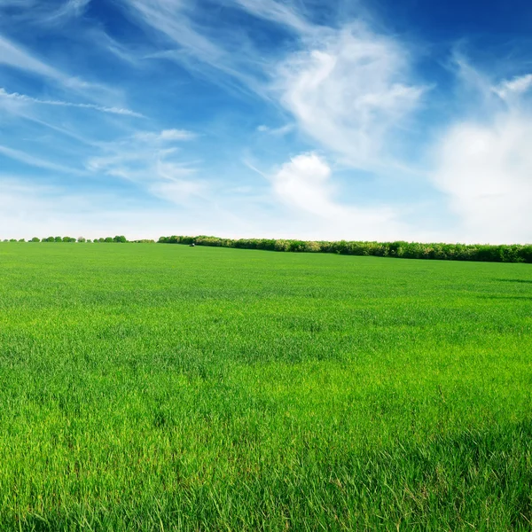 Grasveld en blauwe lucht — Stockfoto