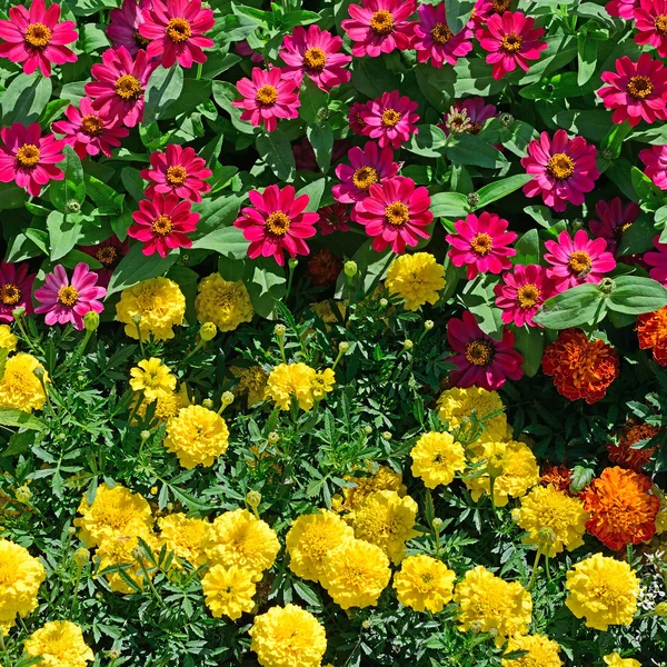Camas de flores florescentes no parque — Fotografia de Stock