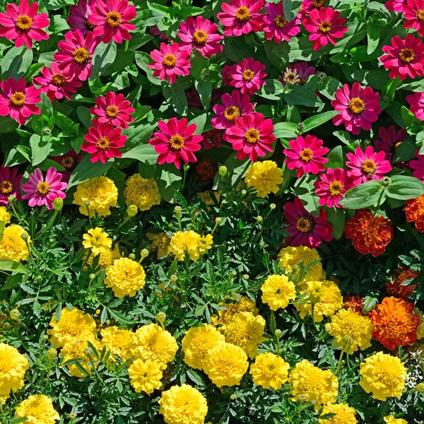 Blossoming flowerbeds in the park — Stock Photo, Image