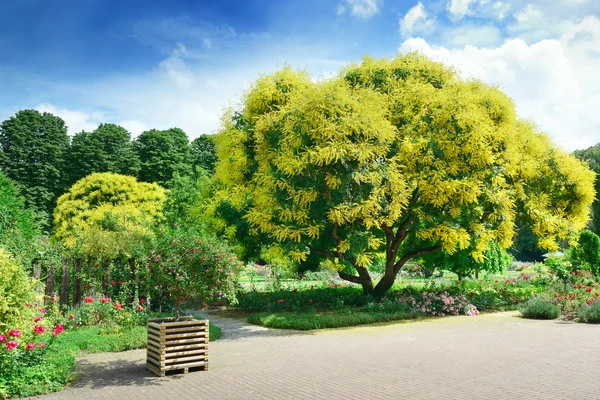 Schöner Park. — Stockfoto