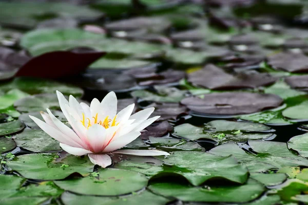 Water lily in lake. — Stock Photo, Image