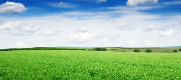 Äng och blå himmel — Stockfoto